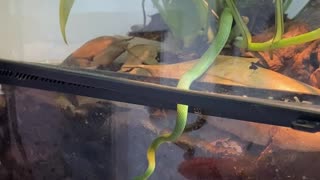 Little Snake Goes for Finger