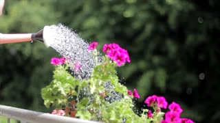 watering plants