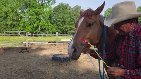 Measuring for noseband