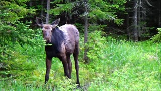 Friendly Moose