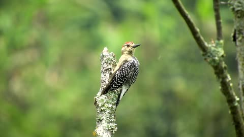 Birds very beautiful who know the name!!!