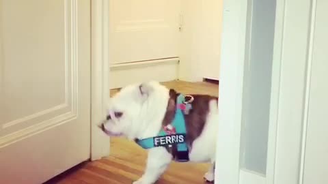 Bulldog Puppy Panics for a Cookie