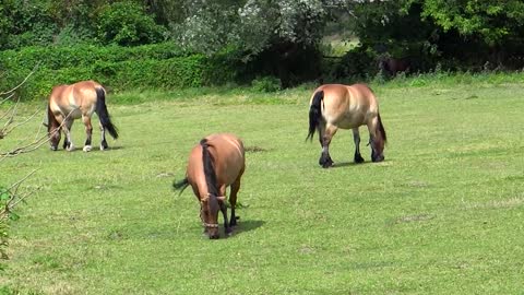 Horses Pasture Coupling Graze Nature Meadow
