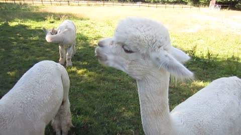 Cute alpaca eats cherry and spits out pip