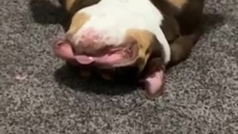 Bulldog goes crazy from self-isolation, appears to be broken