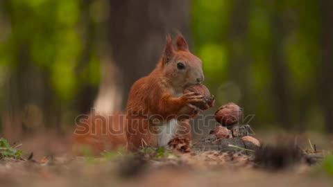 A cute squirrel chooses a nut.The squirrel is sniffing nuts.