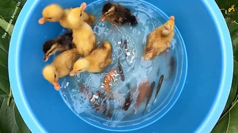 Cute_Duck_&_Fish_-_Ducklings_in_the_pool