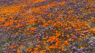 Eastern Sierra Wildflower Super Bloom