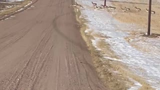 Herd of Antelope on the High Plains