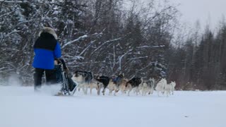 Amazing Husky Dog Sledding in Fairbanks, Alaska in November