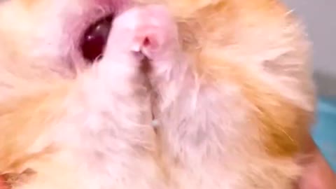 Cutehamstereatinggrapes#cutehamster#hamster#hamstershorts#shorts#pets#hamsters