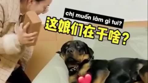 Tick ​​the dog to see how his attitude is funny and teary eyed