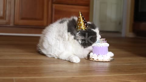 Birthday Cat Sniffing and Bitting Birthday Cake