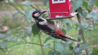 Forest Bird song Nature Sounds