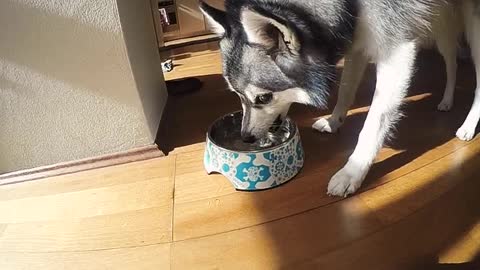 Puppy drinks water in slow motion