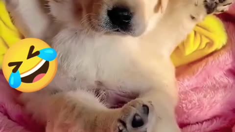 funny dogs 😝🤣 | Funny dog videos | funniest animal videos 2023 | funny animals | funny pets #shorts
