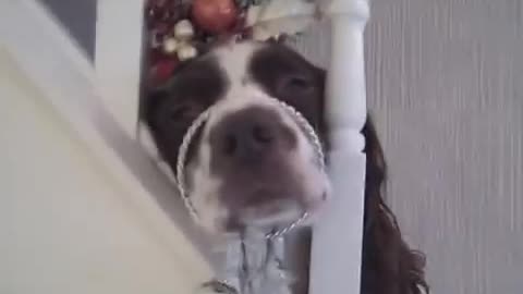 Springer Spaniel Christmas makeover