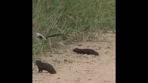 A Dwarf Mongoose playing dead for a hornbill