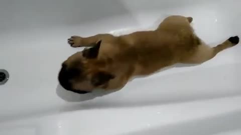 French Bulldog loves to cool off in bath tub