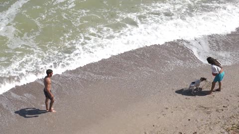 Dog enjoy playing on the beach