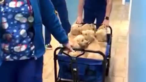 Wagonload of puppies captures the hearts of veterinary technicians
