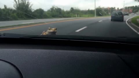Lady accidentally picks up unwanted hitchhiker