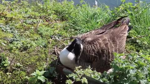 Watch how the female goose takes care of the eggs in the nest near the large lake