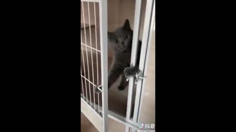 funny cat doing funny things