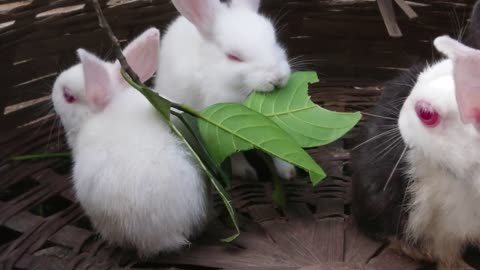 Cute Rabbit Video