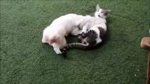 When a dog wants to play with a cat