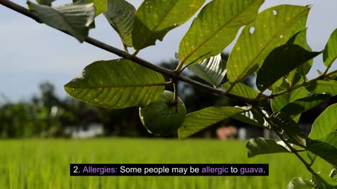 Things you may not know about this tropical fruit Guava