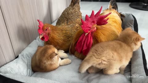 The mother cat asked the hen and the rooster to act as babysitters for her kittens