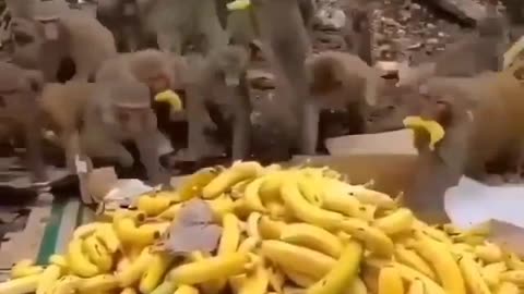 Monkey funny video 🤣#funny #comedy