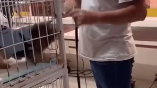Puppy is Excited to See Mom After Bath at Pet Shop