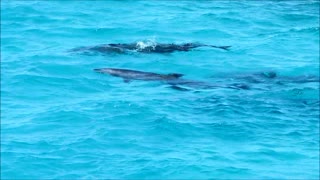Swimming with wild dolphins in Egypt.