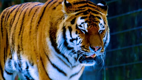 Unique Tigers Collection 8K HDR 60FPS ULTRA HD 2024