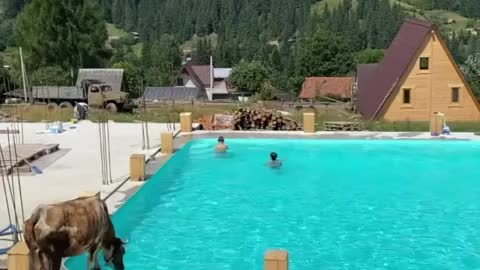 Cow decides to cool off by jumping into swimming pool