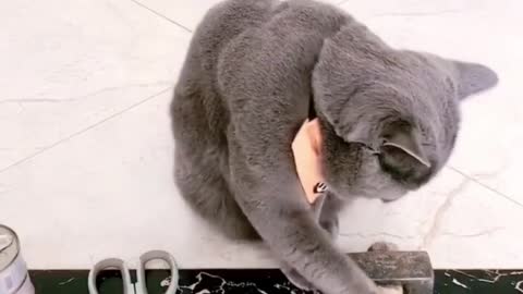 Funny Moment Viral 2023 Cat smart #Viral #Funny #Animals #Cat #Dog