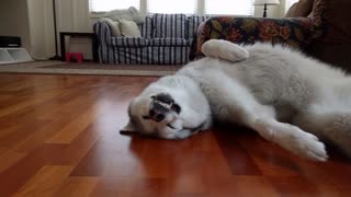 Husky sleeps in hilariously awkward position