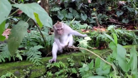Monkey Videos Funny and Cute Monkey Video Compilation