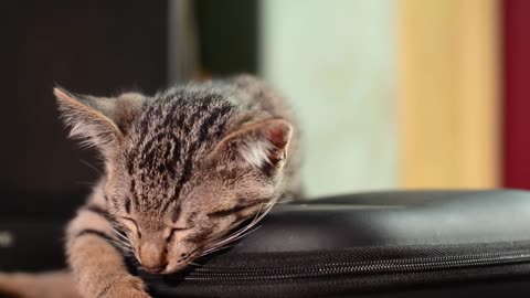 Cute and Funny Cat vids compendium