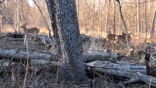 White tailed deers, red winged black bird and coyote 19/20.03.2022