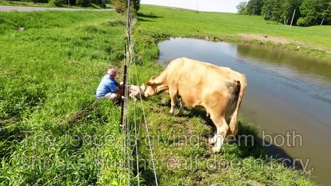 Mother cow clearly asks man to rescue her newborn calf