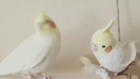 Funny parrot |cockatiel parrot | Funny birds | Funny animals