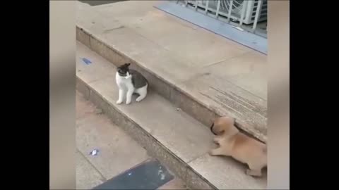 cat vs dog funny video