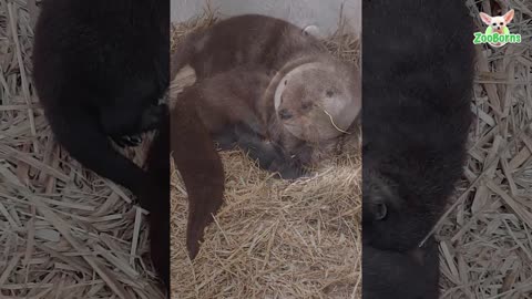 Triple The Love - Stone Zoo Welcomes Three North American River Otter Kits!