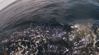Killer Whales Playing With Fishermen