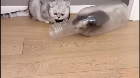 "Cuteness Overload: Funny Cat Videos That Will Make You Smile"
