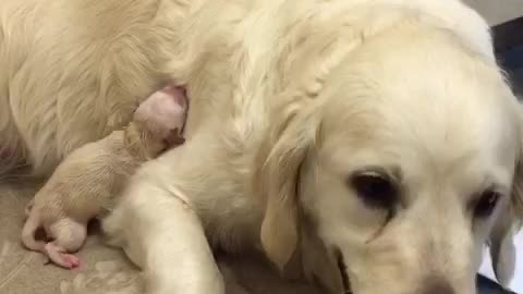 Newborn golden retriever puppy! (Minutes old)