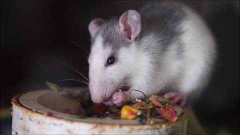 Mouse that eats food in a WOW bowl, really, it's good